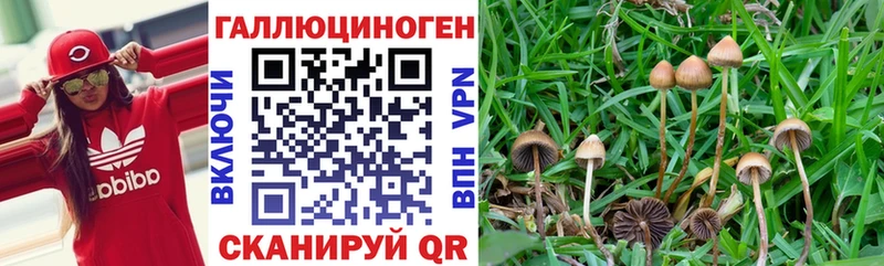 где можно купить   Нягань  Галлюциногенные грибы GOLDEN TEACHER 